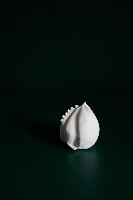 'Top End' Seed Pod Two